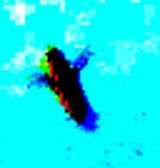 Un insecte volant Un insecte volant