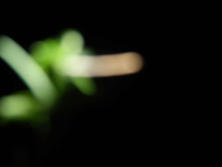 Un morceau d'herbe Un morceau d'herbe